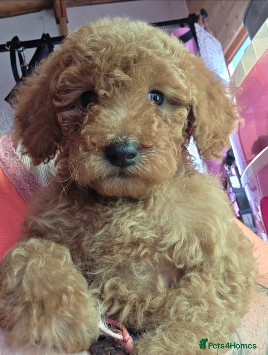 Miniature Poodle dogs for sale: MINIATURE POODLE PUPPIES - Image 3