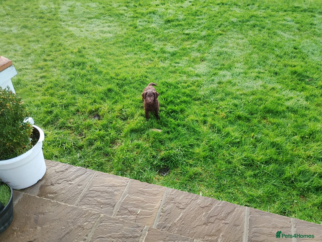 Labradoodle dogs for sale: Labradoodle puppies - Advert 12