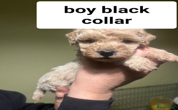 Cavapoo dogs - Advert 9