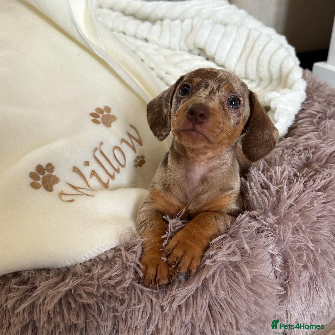 Miniature Dachshund dogs for sale: Willow beautiful little miniature dachshund girl - Advert 4