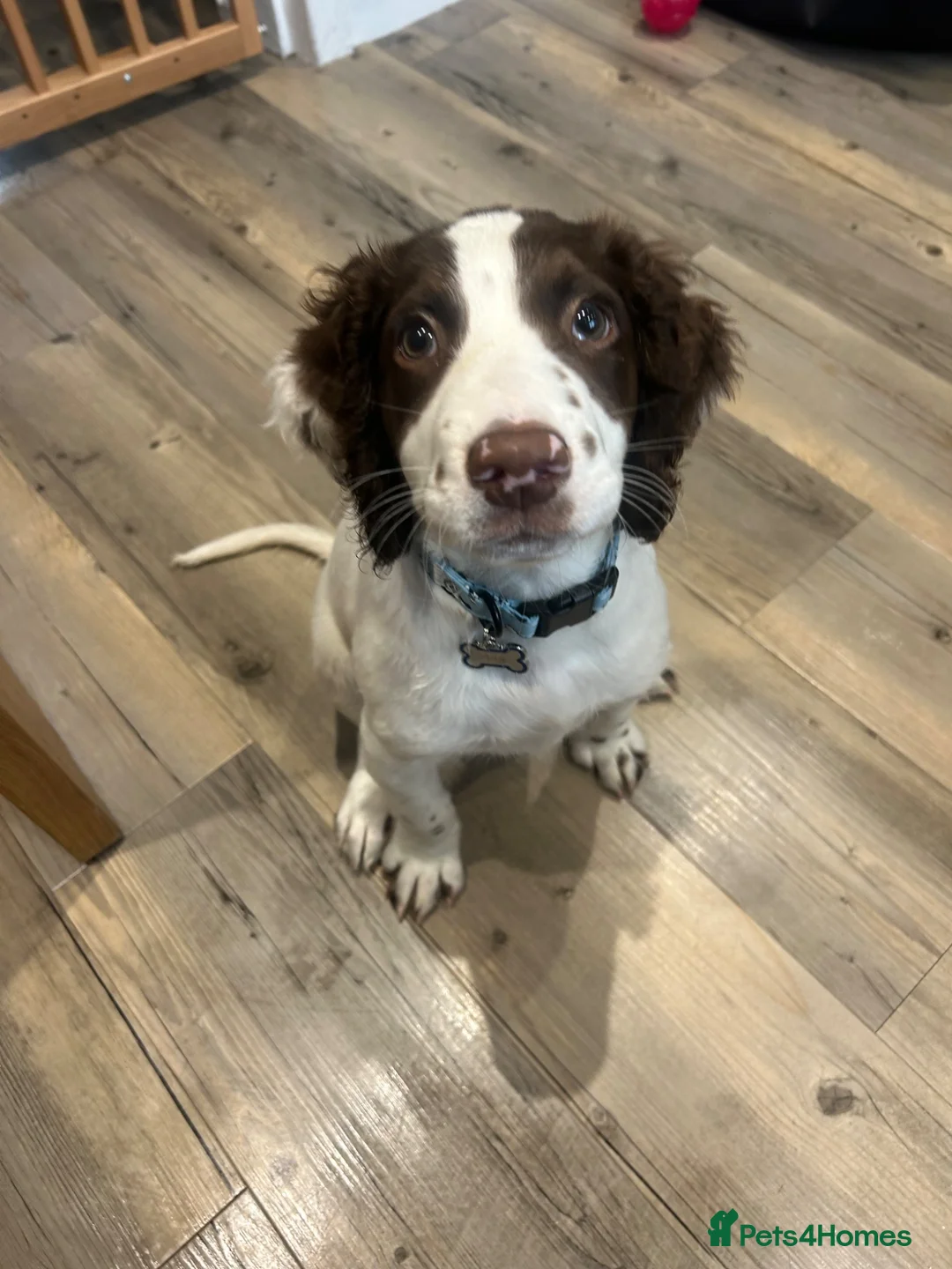 English Springer Spaniel dogs for sale: English springer spaniel puppy  in Willenhall - Advert 2