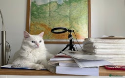 Turkish Angora cats for sale: Leloo  - Image 2