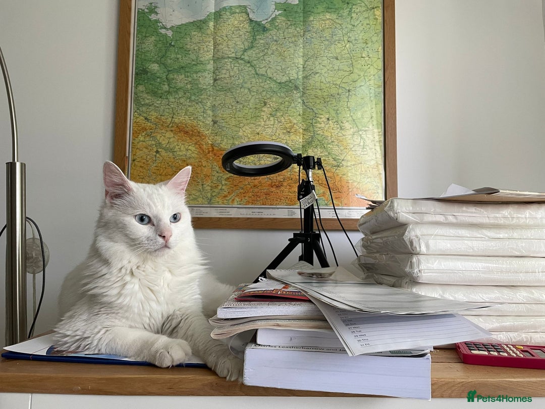 Turkish Angora cats for sale: Leloo  - Image 2
