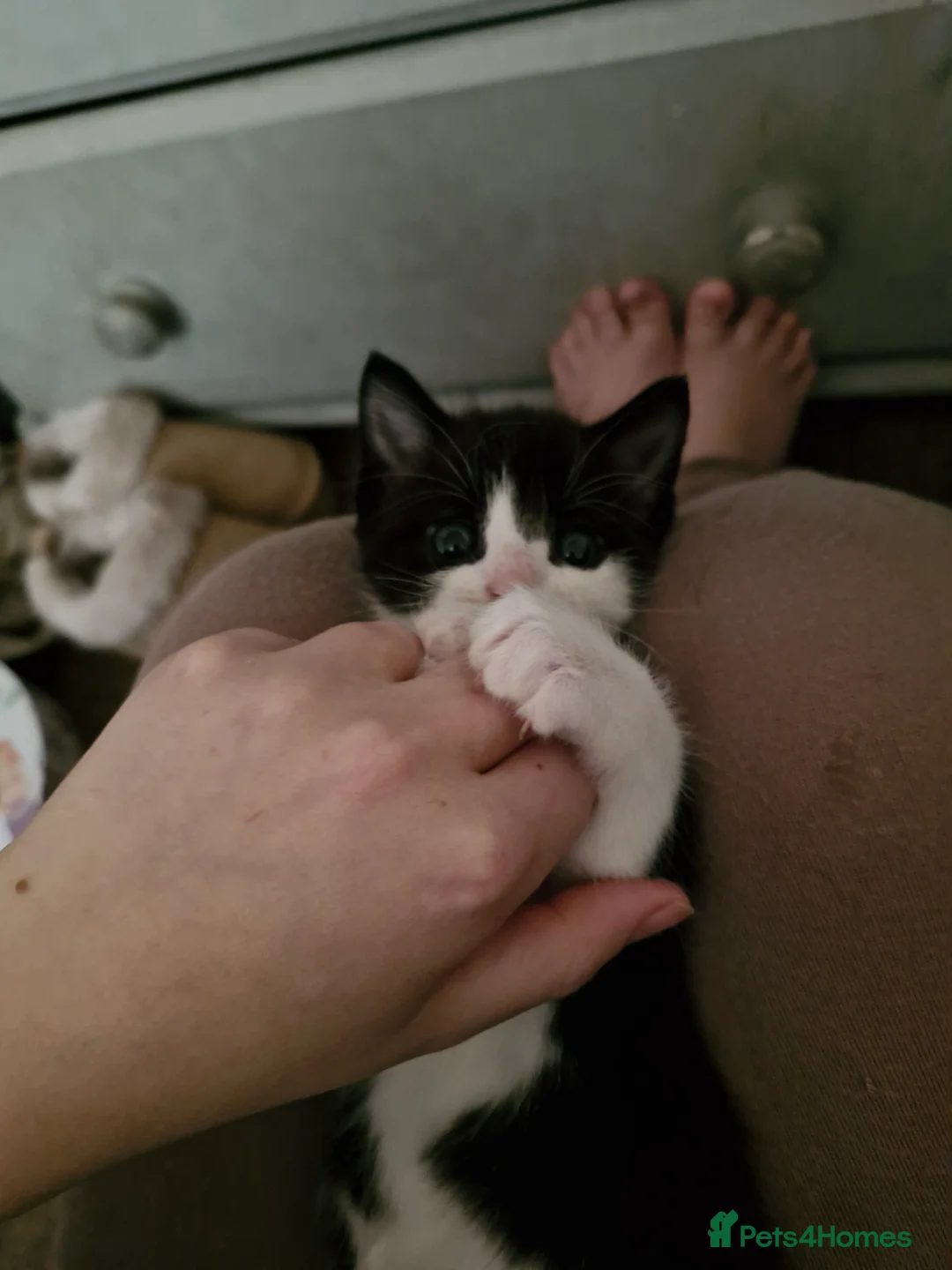 Mixed Breed cats for sale: Tuxedo Boy For Sale - Advert 1