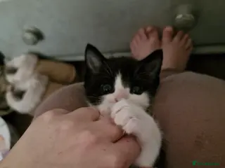 Mixed Breed cats Tuxedo Boy For Sale - Advert 1