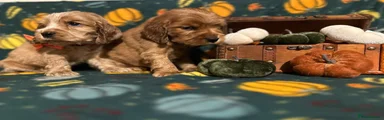 Cocker Spaniel 3
