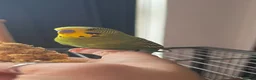 Budgerigars birds for sale: 2 male Budgies and Large cage for sale  - Advert 3