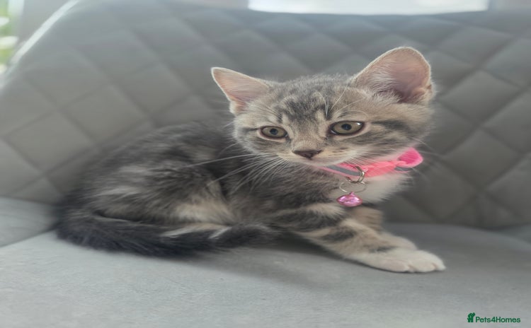 British Shorthair cats - Advert 16