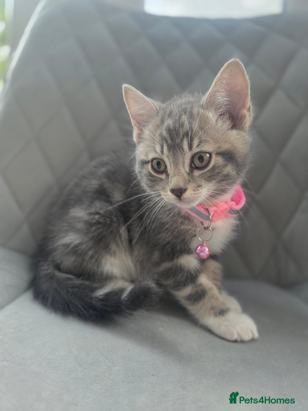 British Shorthair cats for sale: Cutie and cozy kittens are ready to join your home - Image 1