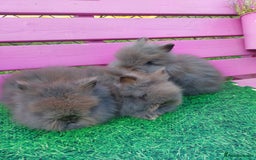Lionhead rabbits for sale: Absolutely Gorgeous Chocolate DM Lionhead Babies - Image 5
