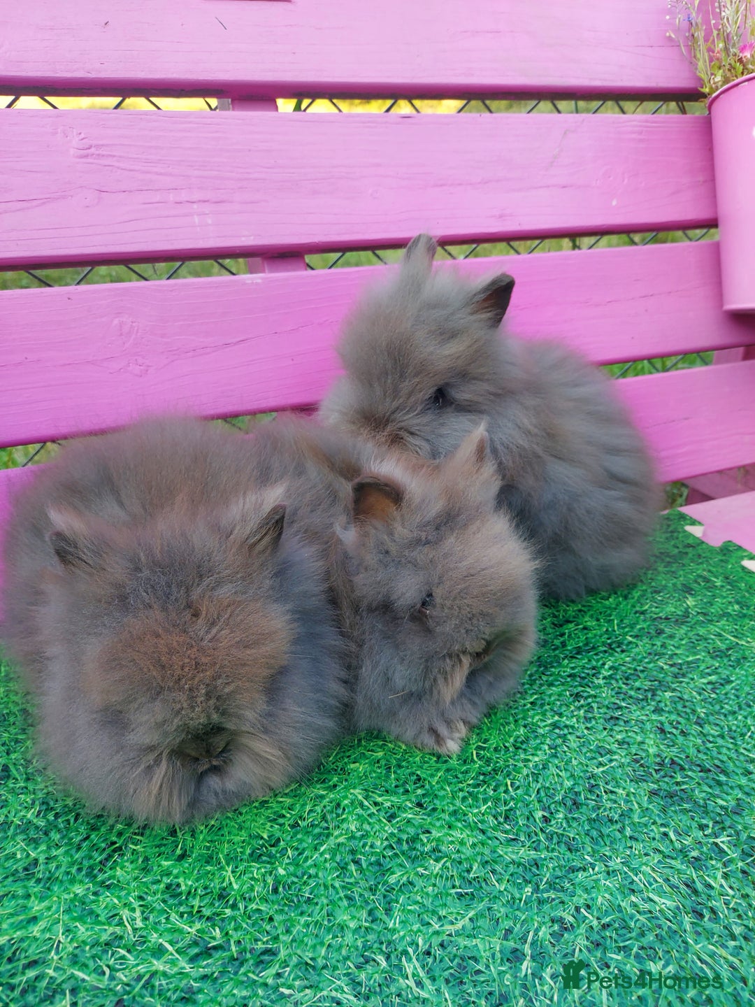Lionhead rabbits for sale: Absolutely Gorgeous Chocolate DM Lionhead Babies - Image 5