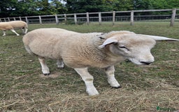 Sheep livestock for sale: Three texel ewe lambs for sale  - Image 1