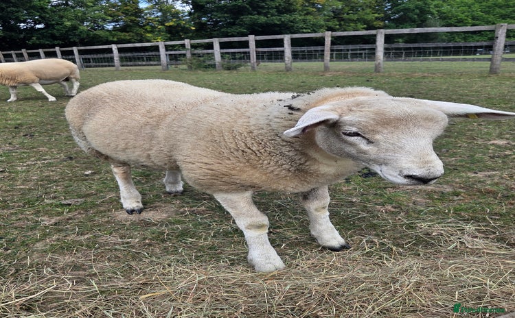 Sheep livestock - Advert 8