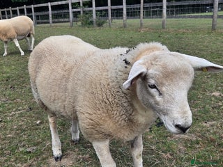 Sheep livestock - Advert 2