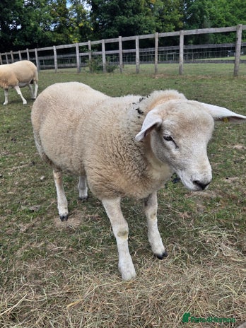 Sheep livestock - Advert 2