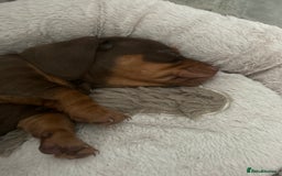 Miniature Dachshund dogs for sale: Miniature dachshund puppy  - Image 8