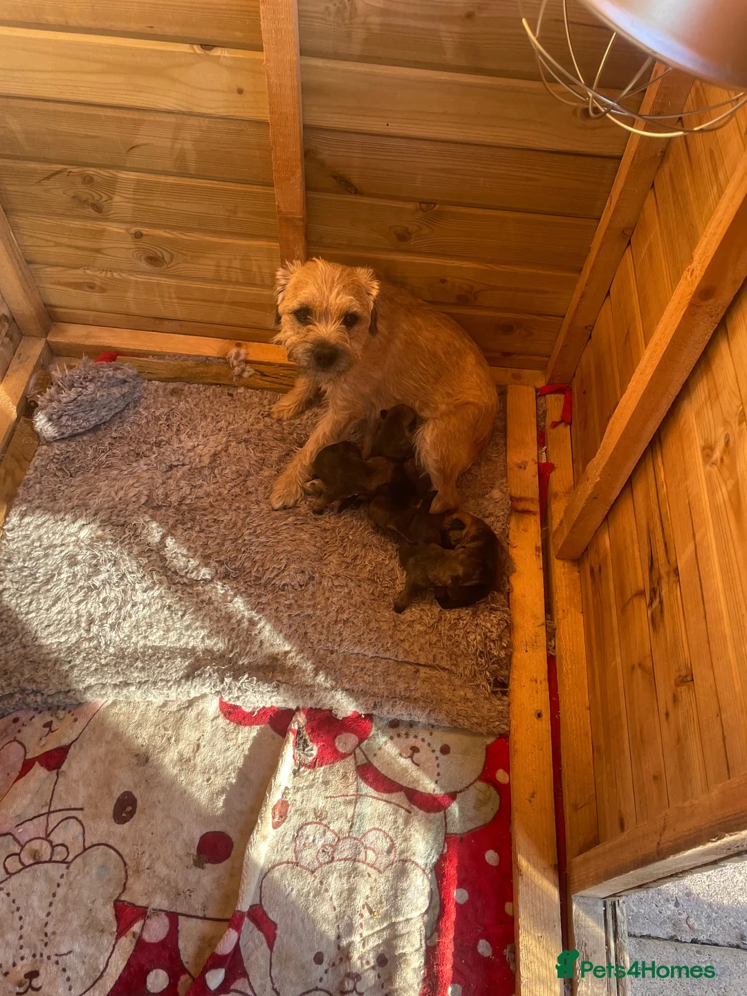 Border Terrier dogs for sale: 3 Border terrier pups kc registered - Advert 11