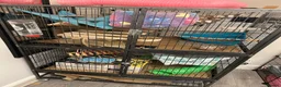 Rat rodents for sale: Two male rats with full set up 🙂 - Advert 2