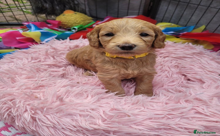 Goldendoodle dogs - Advert 10