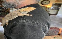 Bearded Dragon reptiles for sale: 1.5 year old Bearded dragon with kit - Image 3