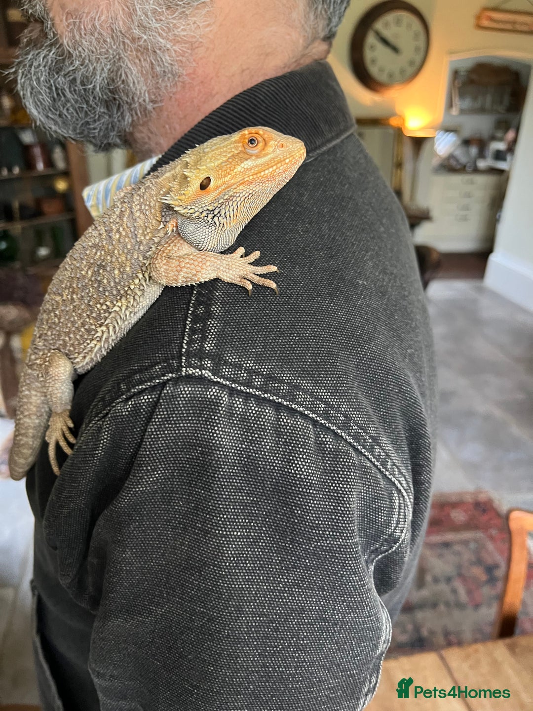 Bearded Dragon reptiles for sale: 1.5 year old Bearded dragon with kit - Image 3