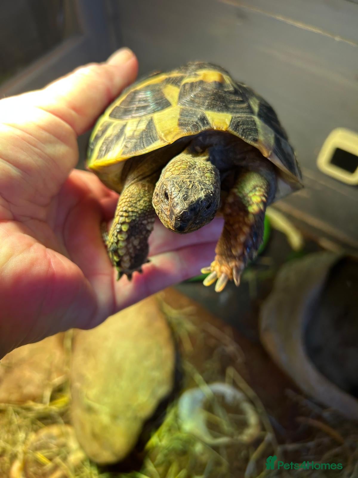 Tortoise reptiles Pair of tortoises  - Advert 1