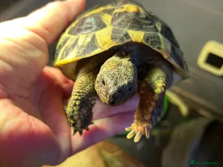 Tortoise reptiles Pair of tortoises - Advert 1