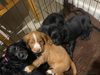 Cocker Spaniel dogs Cocker spaniel puppies - Advert 2