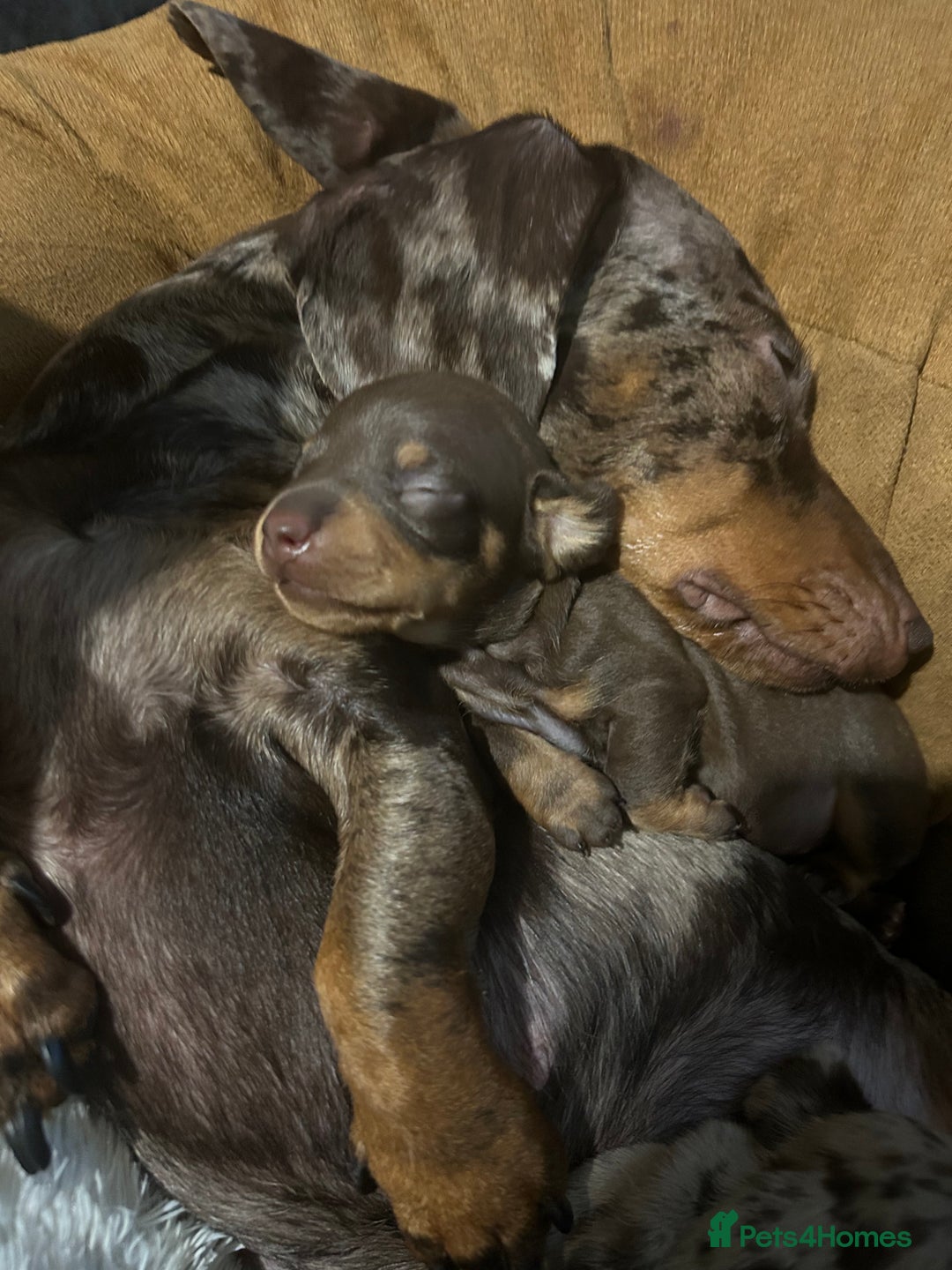 Miniature Dachshund dogs for sale: 2 little ladies KC registered  - Advert 4