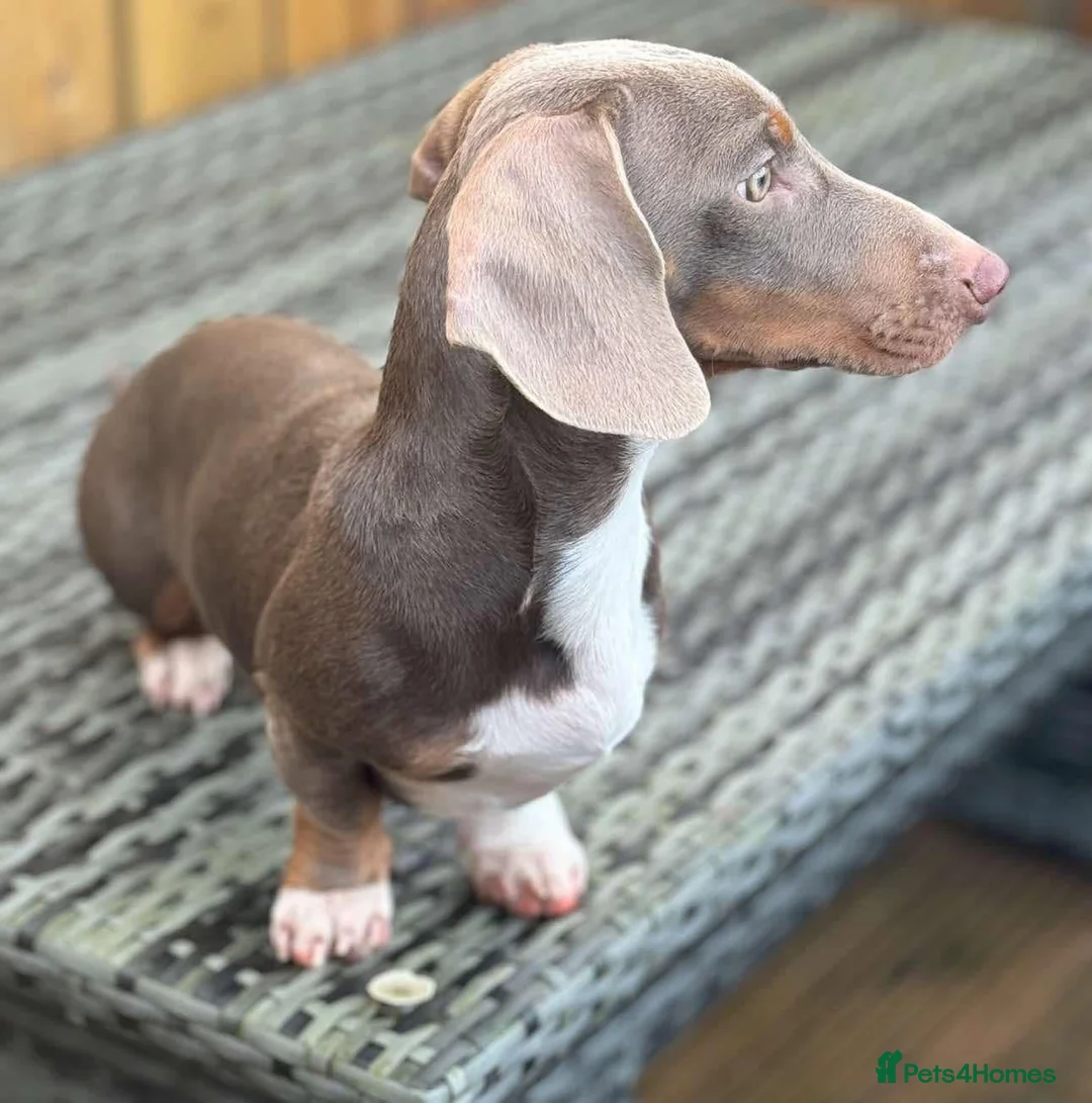 Miniature Dachshund dogs for stud: ISABELLA AND TAN TUXEDO MINIATURE DACHSHUND in Sunderland - Advert 3