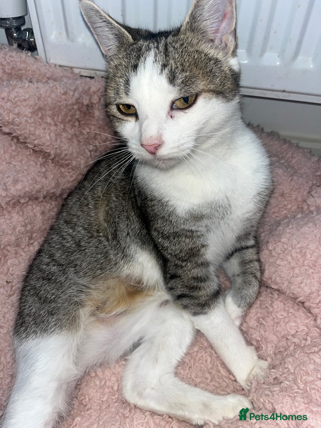 Mixed Breed cats for sale: Beautiful Half Bengal Boy Looking For His New home - Advert 16