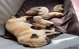 Pomeranian dogs for sale: Pug x Pomeranian mixed breed Puppies  - Advert 16