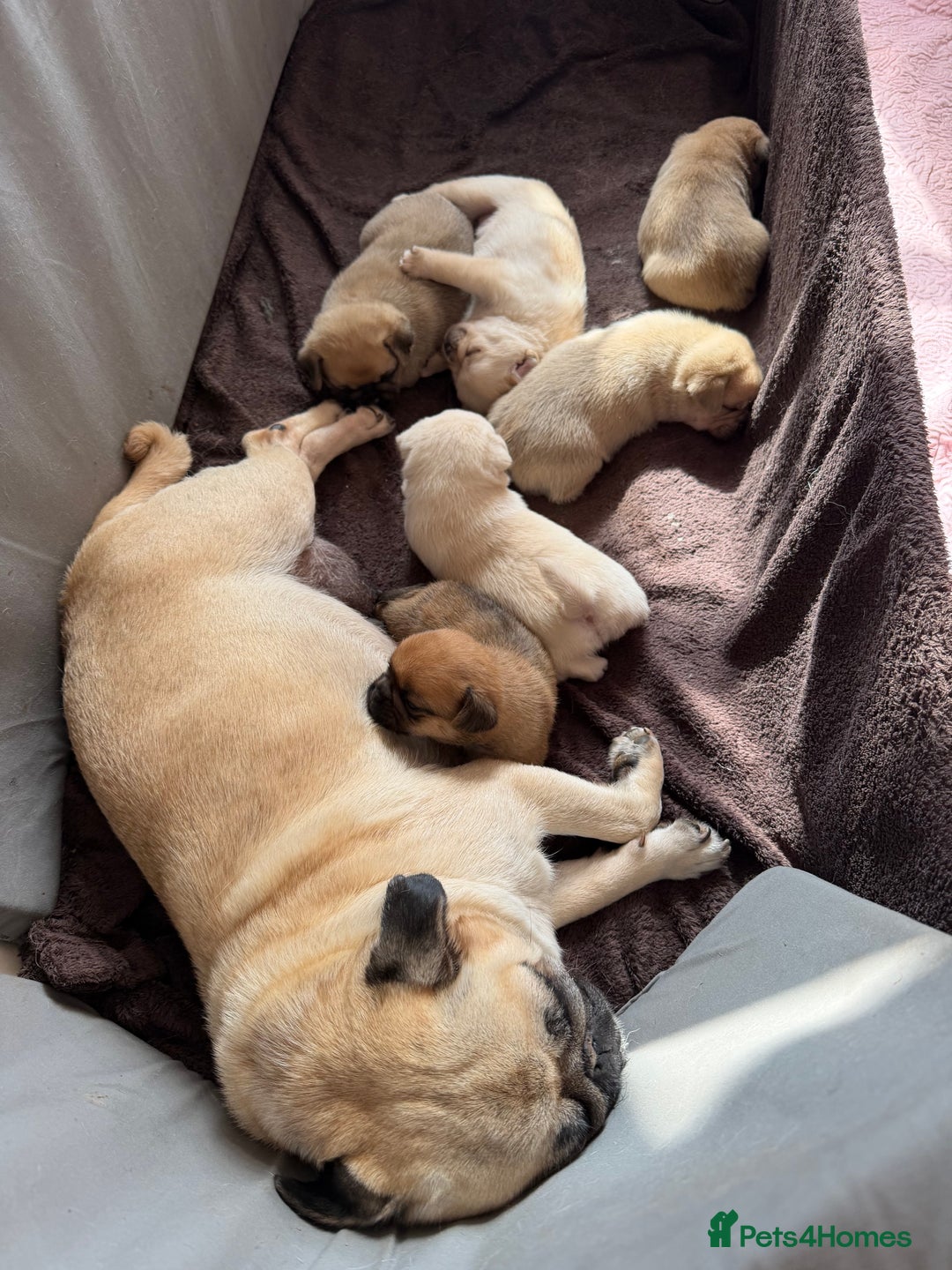 Pomeranian dogs for sale: Pug x Pomeranian mixed breed Puppies  - Advert 16