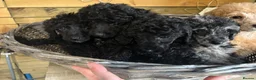 Miniature Poodle dogs for sale: Miniature poodle puppies ready to leave  - Advert 12