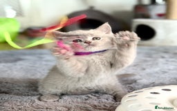 Scottish Fold cats for sale: Scottish straight - Image 21