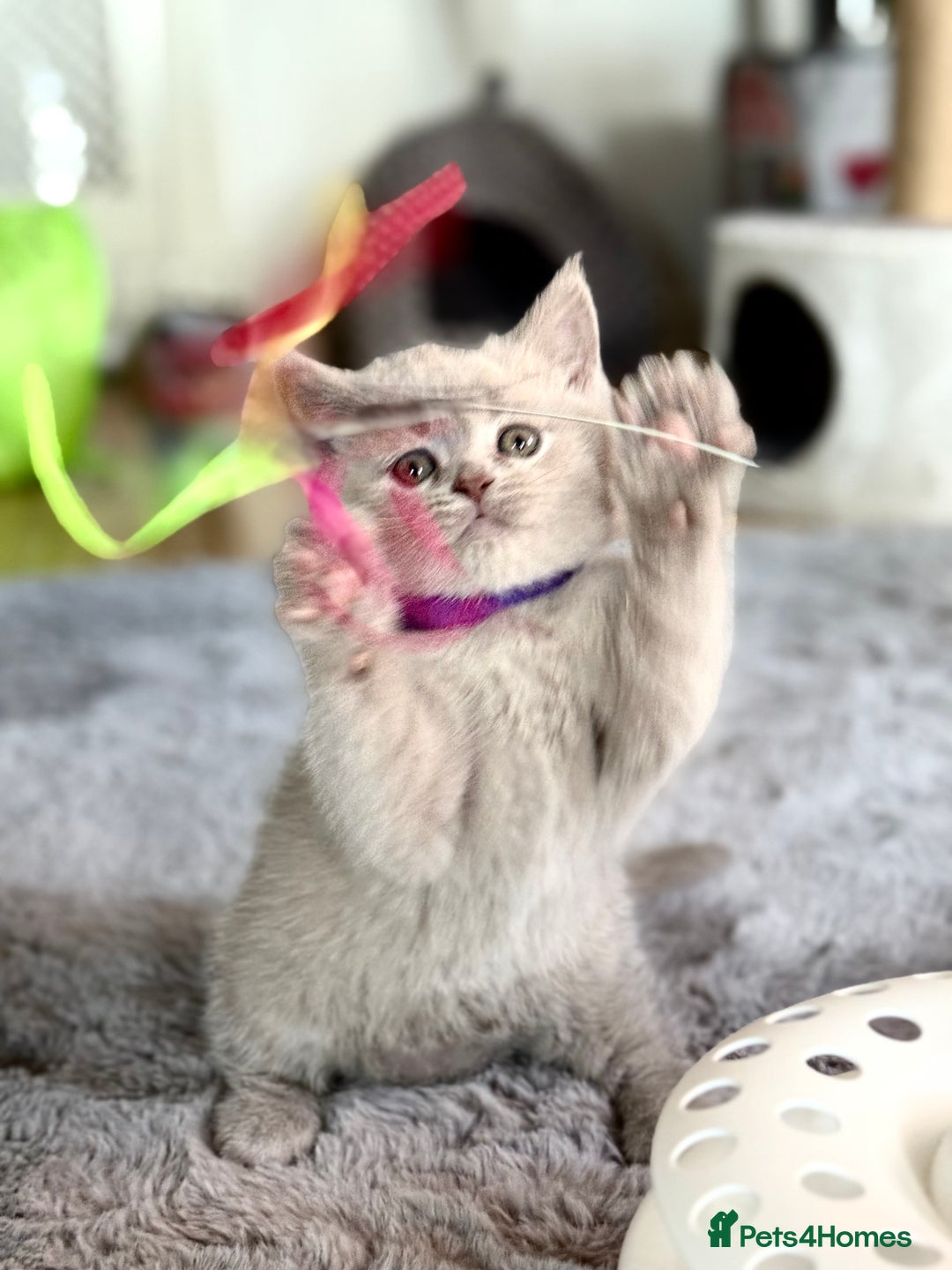 Scottish Fold cats for sale: Scottish straight - Image 21