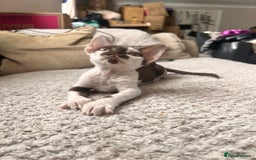 Devon Rex cats for sale: Beautiful tortie girl  - Image 5