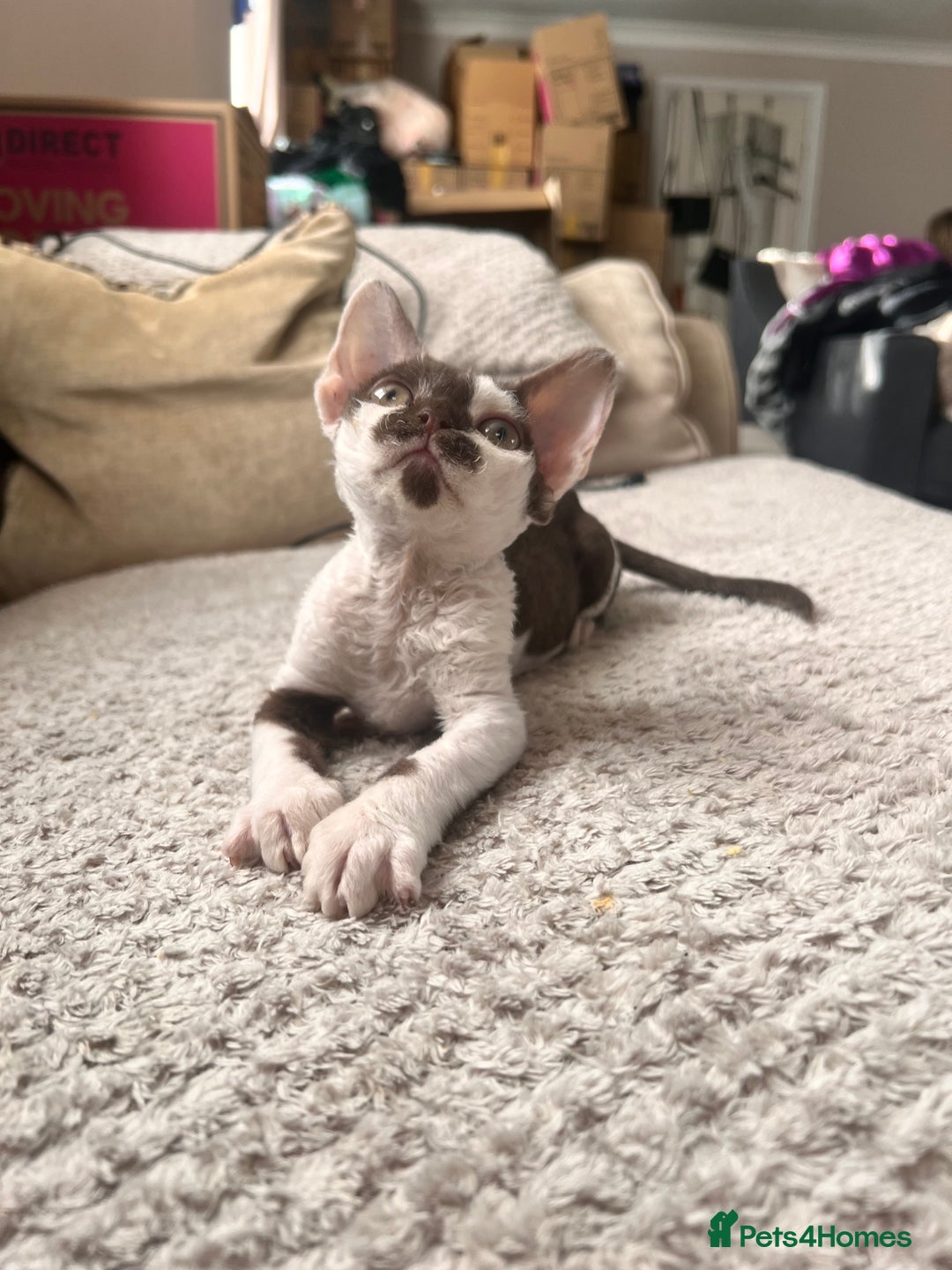 Devon Rex cats for sale: Beautiful tortie girl  - Image 5
