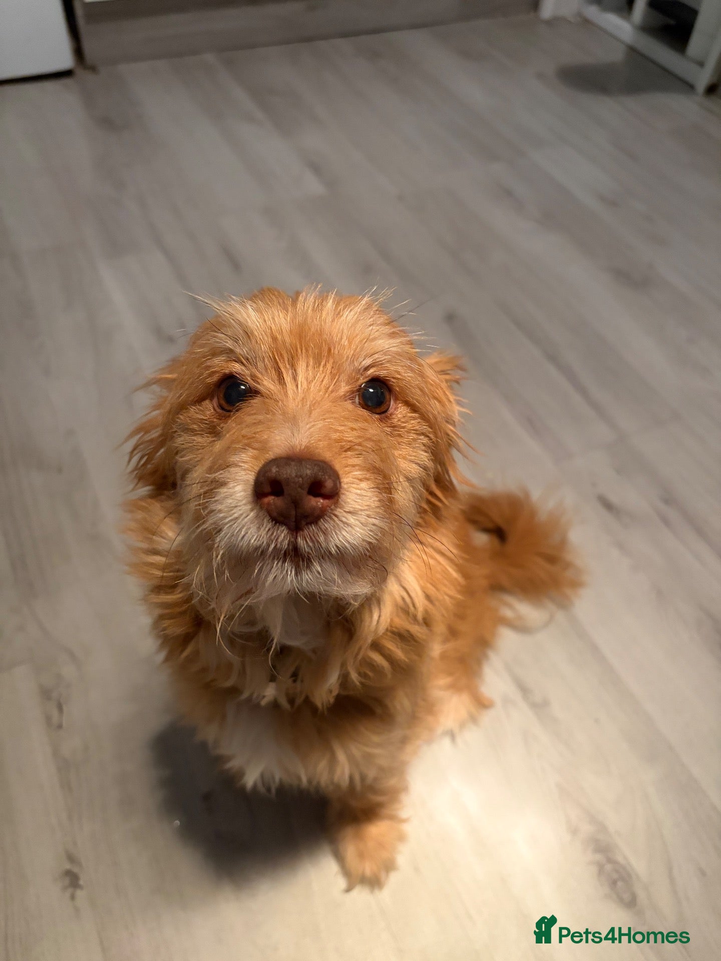 Mixed Breed dogs 3yr old dog for sale - Advert 7
