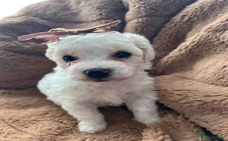 Bichon Frise dogs - Advert 3