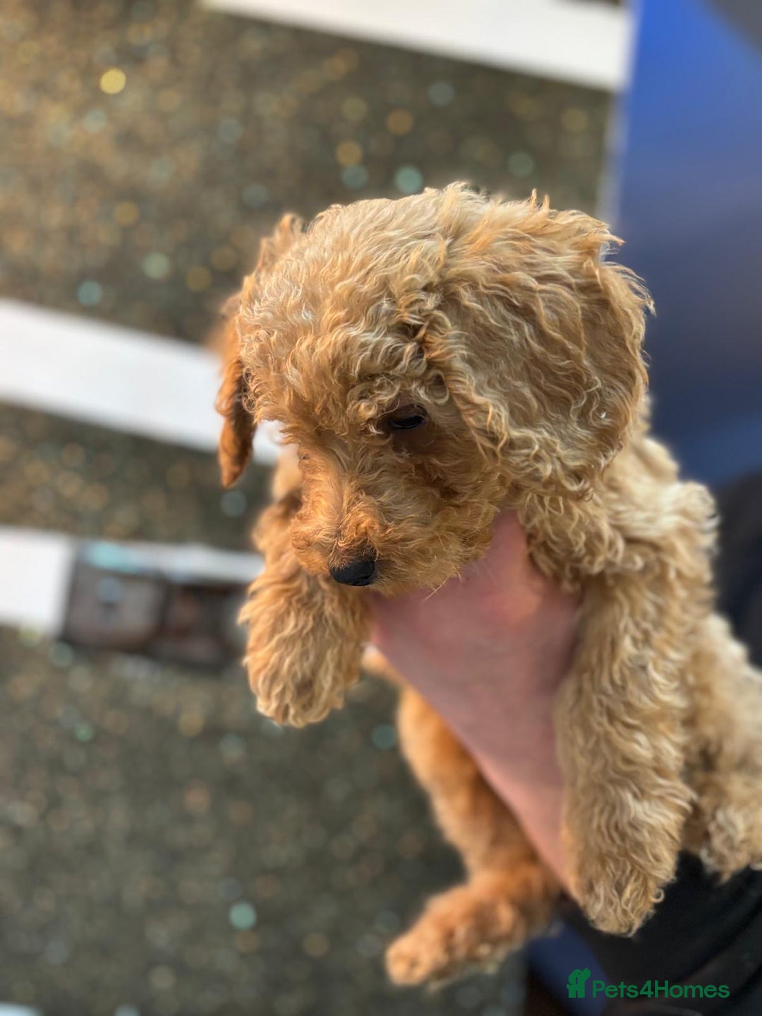 Goldendoodle dogs for sale: F1Goldendoodel puppies now ready for new home  - Advert 16