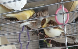 Canaries birds for sale: Canaries x5 Canaries  - Image 15