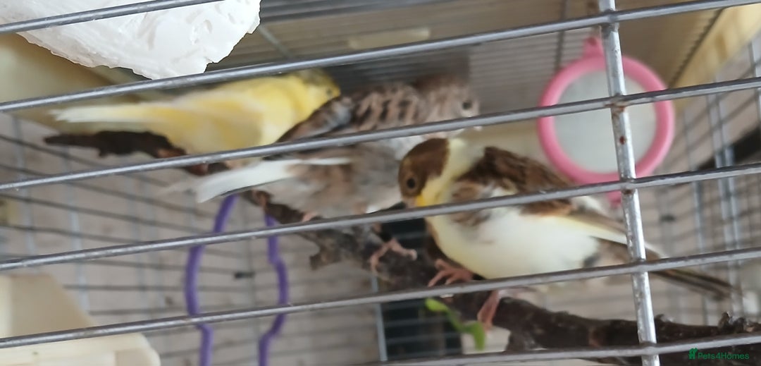 Canaries birds for sale: Canaries x5 Canaries  - Image 15