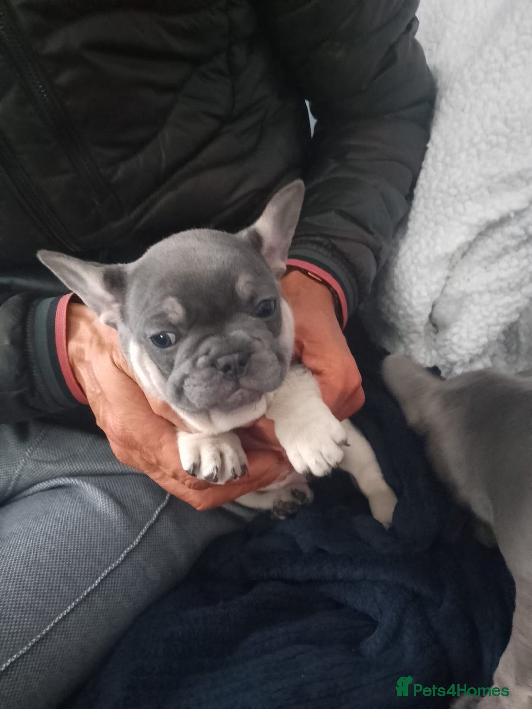 French Bulldog dogs for sale: Adorable Frenchie Puppies - Image 3
