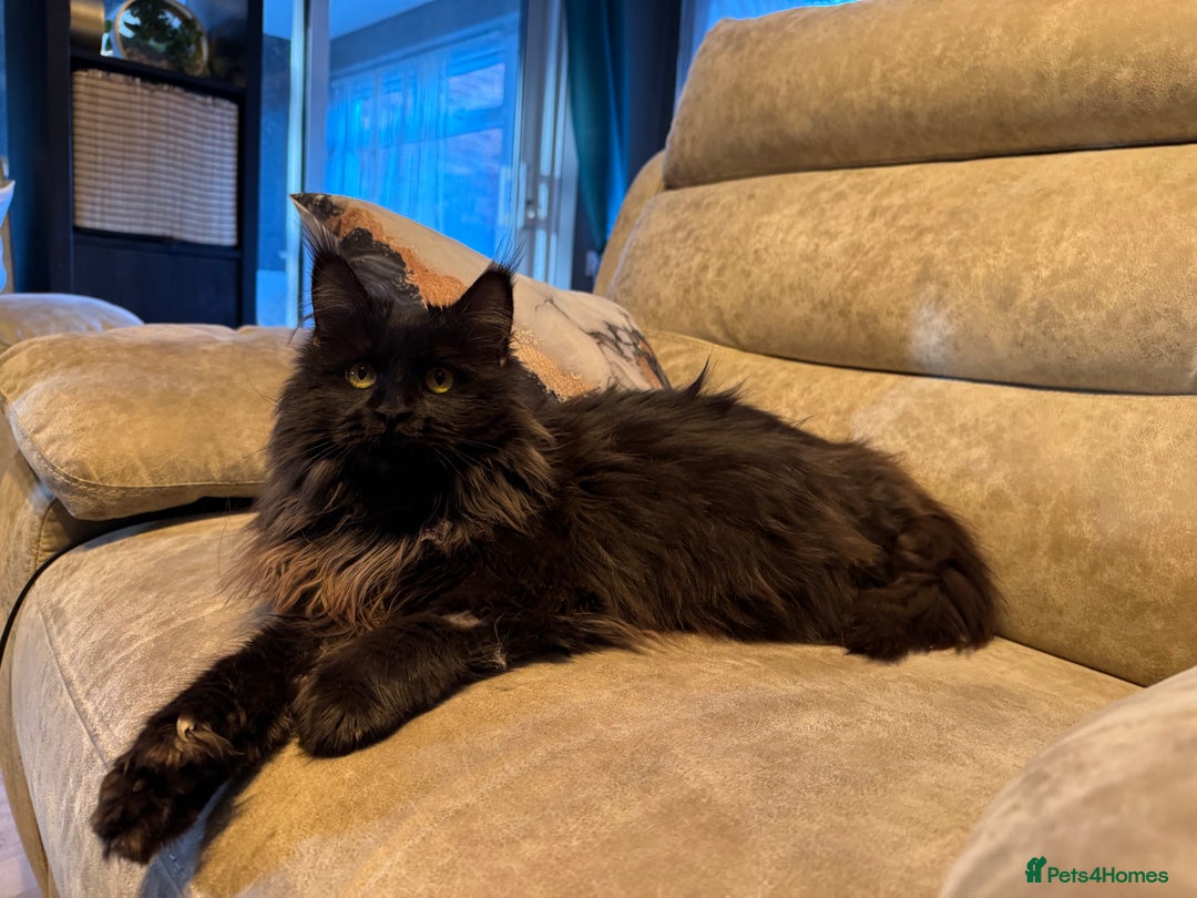 Maine Coon cats for sale: Active registered polydactyl girl  - Image 7