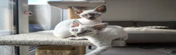 Devon Rex cats for sale: Devon Rex💕Blue Point Lynx Girl🩷 - Advert 38