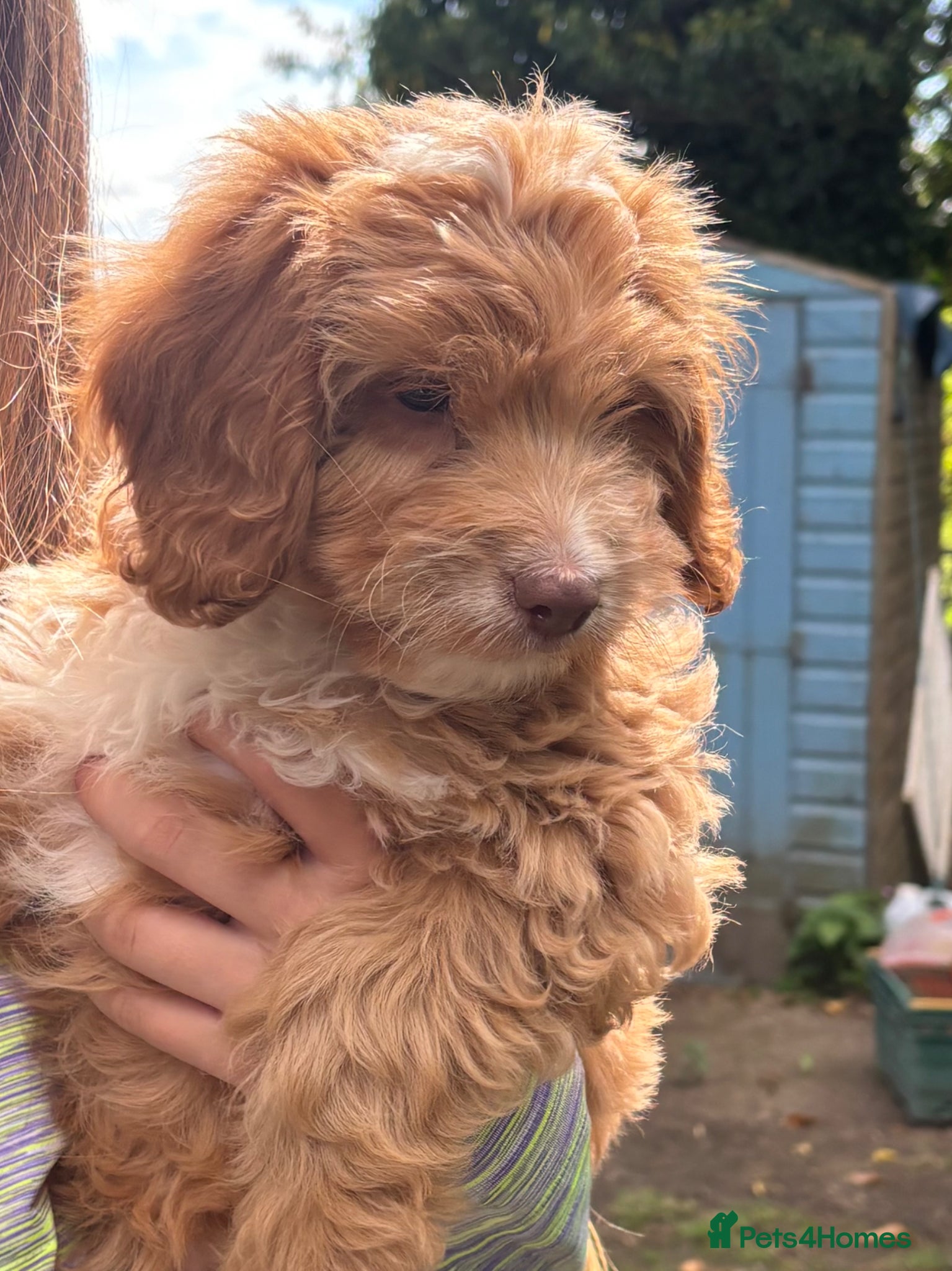 Sproodle dogs One little girl left Beautiful Sproodle ready Now - Advert 9