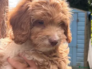 Sproodle dogs One little girl left Beautiful Sproodle ready Now - Advert 1