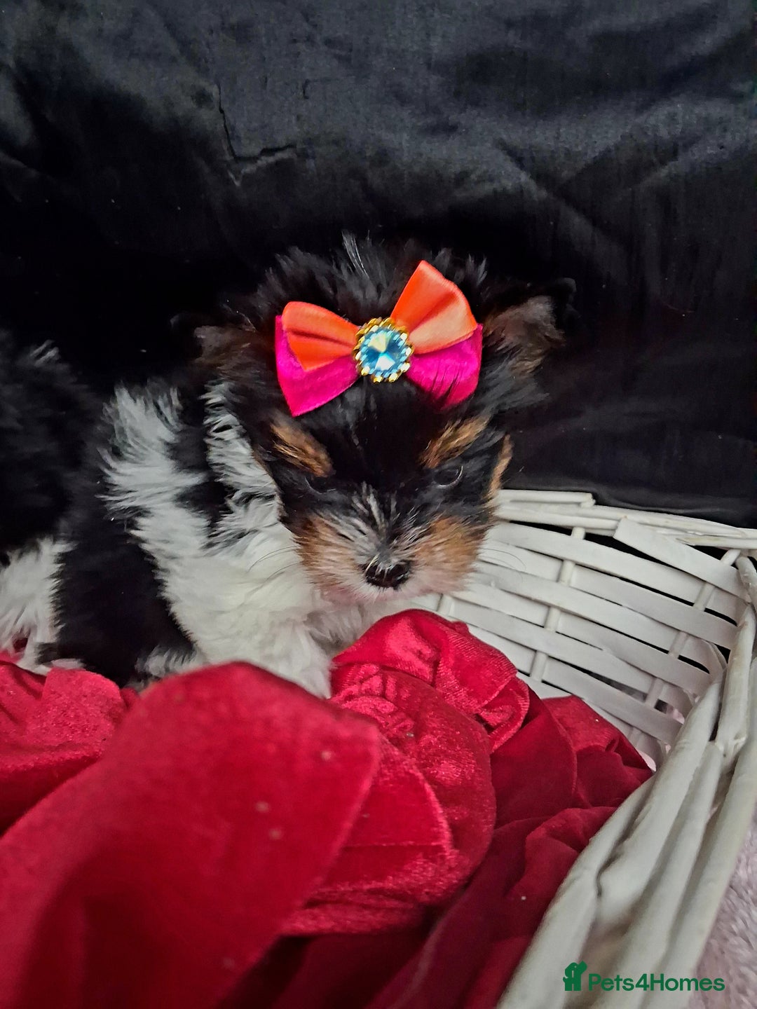 Biewer Terrier dogs for sale: Beautiful 2 mini girls - Advert 13