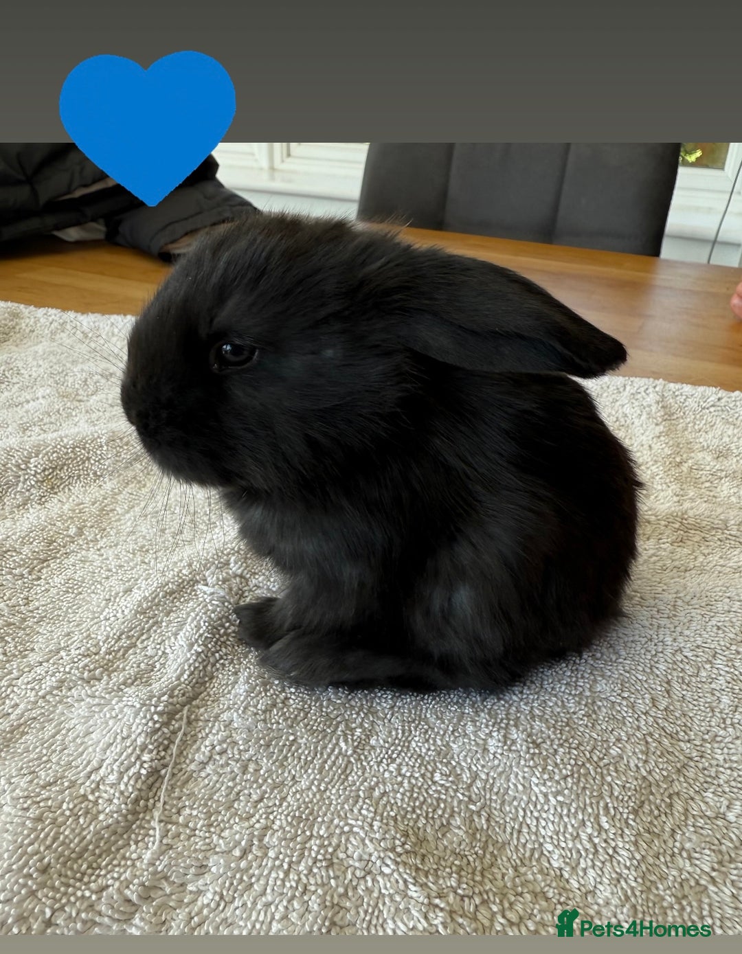 French Lop rabbits for sale: Stunning French lop babies  - Image 5
